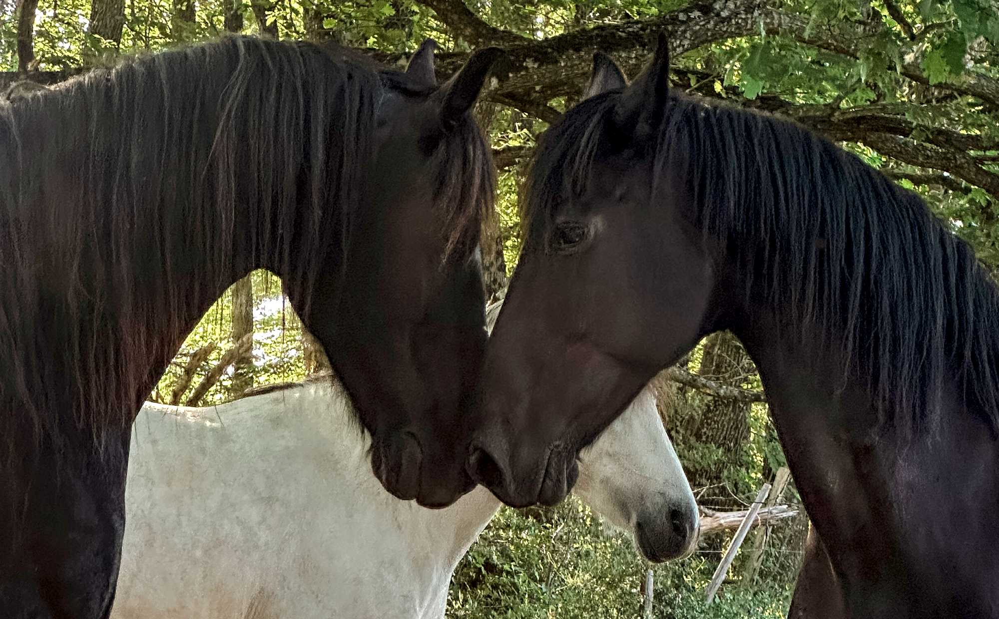 Les chevaux