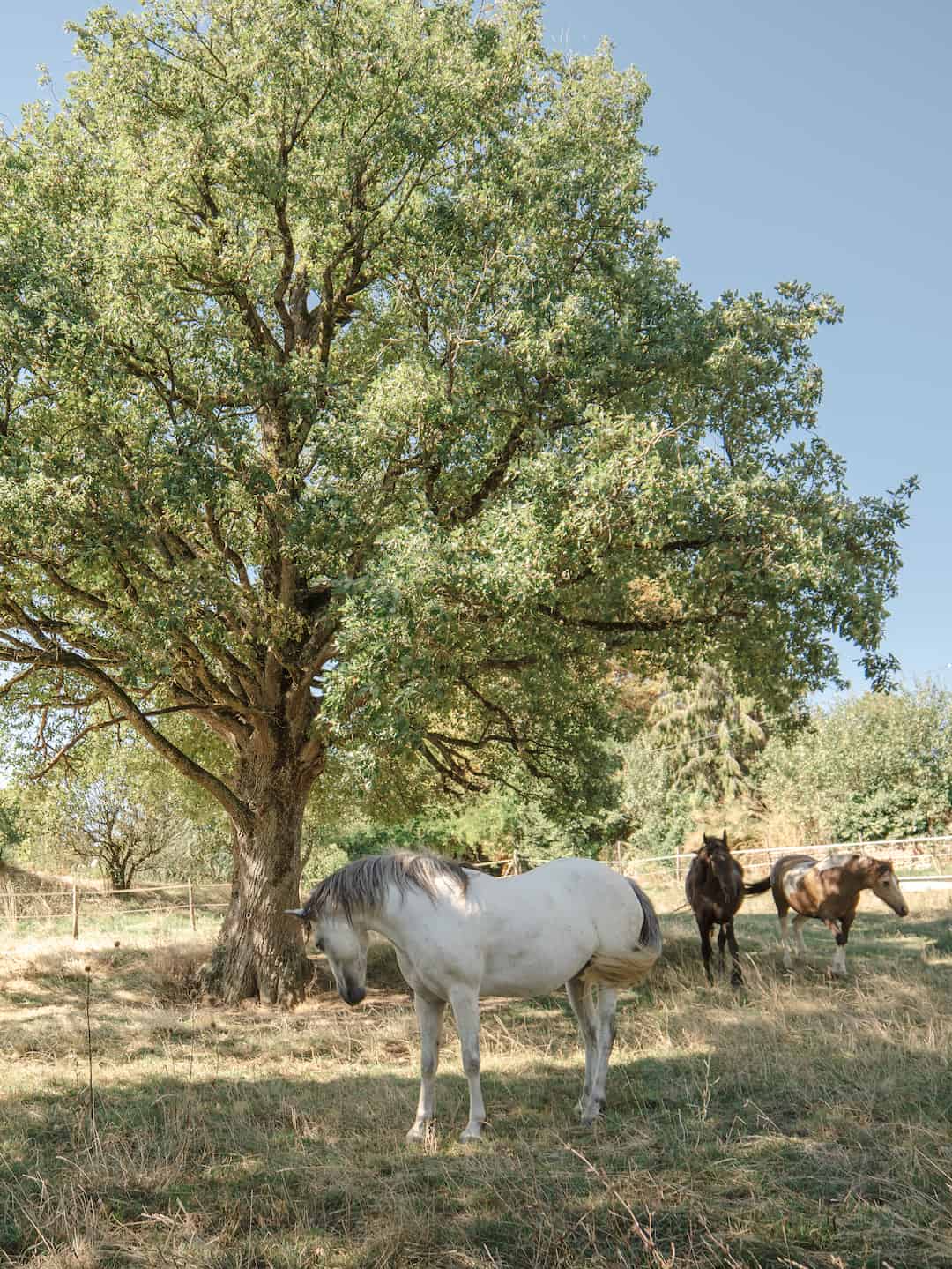 Les chevaux dans leur nouveau lieu de vie, à l’ombre d’un grand chêne